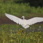 _800Mt Borradaile - Cooper Creek_5747_m_3_Egret